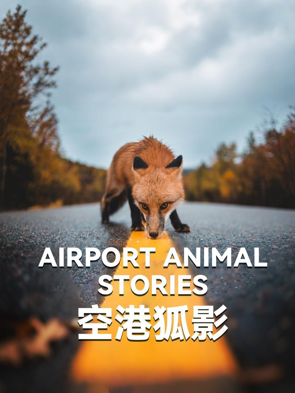 空港狐影